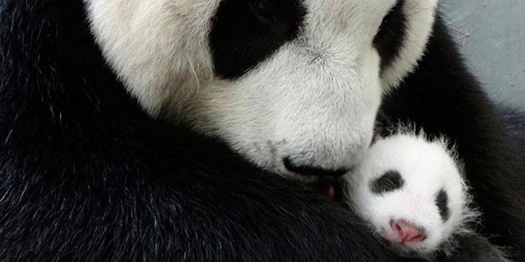 dagensnyheter's tweet photo. Panda misstänks ha fejkat dräktighet – för att få bullar och frukt http://t.co/MSftzw2BdD #DN http://t.co/o7ypF2CoaN