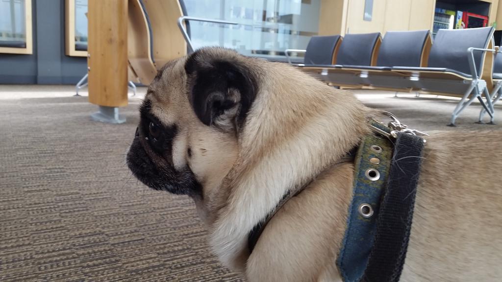 MookiePug's tweet image. I traveled in an airplane and dad says I was super good. I charmed the flight attendants! #pugsrule #whenpugsfly