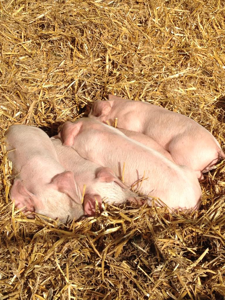 Awesome first day at Weston Dairy Festival. #HardWorkPaidOff <a href="/WestonSeafront/">Weston Seafront</a> @LoveWestonsMare