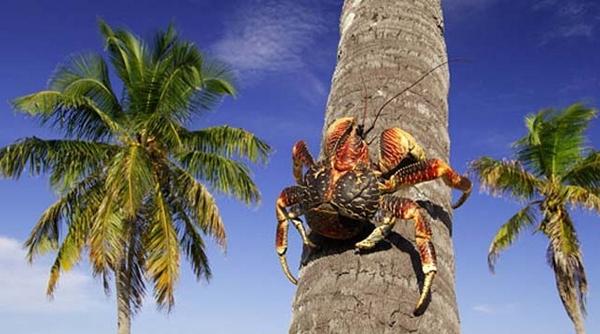 GNFI's tweet photo. Tak banyak yg tahu hewan ini. Ketam Kenari/Kepiting Kelapa, artropoda darat terbesar di dunia. Ada di Indonesia. http://t.co/GAQoTU0a0R