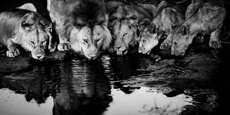 laurentbaheux's tweet image. The only way to shoot a lion, with a camera #BanTrophyHunting #CecilTheLion #RIPCecil #WalterPalmer @rickygervais