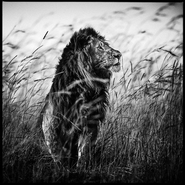 laurentbaheux's tweet image. The only way to shoot a lion, with a camera #BanTrophyHunting #CecilTheLion #RIPCecil #WalterPalmer @rickygervais