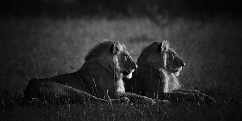 laurentbaheux's tweet image. The only way to shoot a lion, with a camera #BanTrophyHunting #CecilTheLion #RIPCecil #WalterPalmer @rickygervais