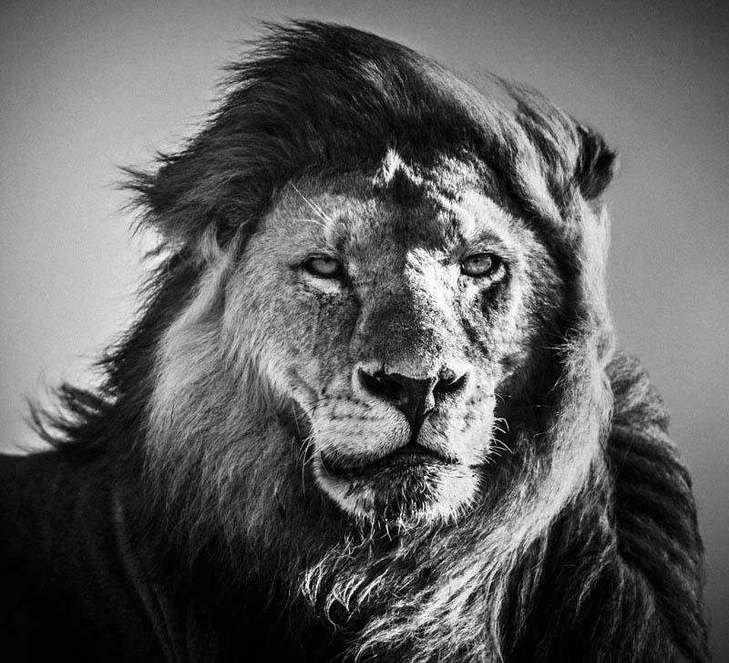 laurentbaheux's tweet image. The only way to shoot a lion, with a camera #BanTrophyHunting #CecilTheLion #RIPCecil #WalterPalmer @rickygervais