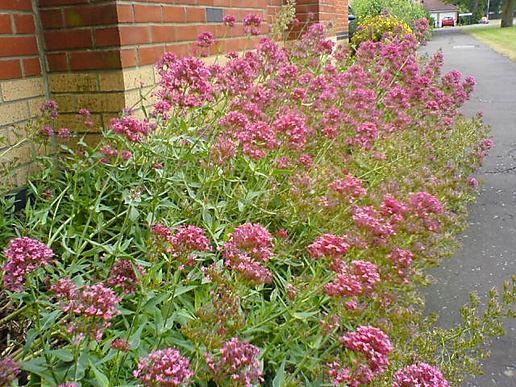 @WildAtlanticWaves tweet media