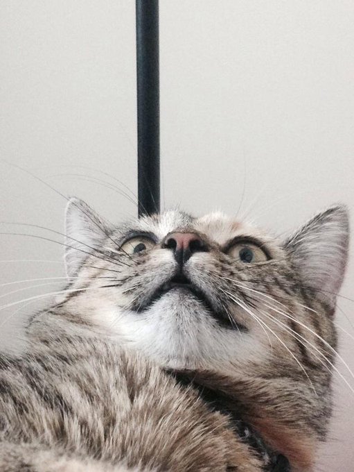 My cat is fucking ridiculous. http://t.co/J22wiU93iU<a href="/tag/camgirl"class="tags"><span>#camgirl</span></a><a href="/tag/manyvids"class="tags"><span>#manyvids</span></a>