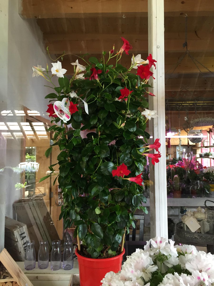 Elke keer weer verschillende #bloemen en #planten te zien bij tuinboerderij de halm. #Texel