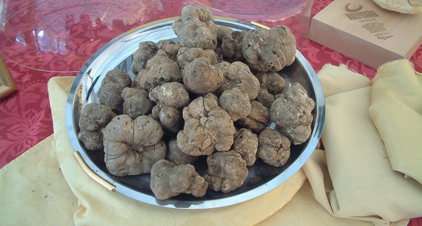 Microbes’ role in #truffle scents not trifling ow.ly/QdwmN