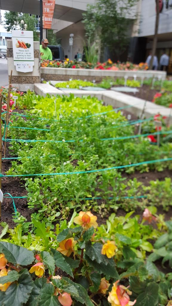 Jorge_Campusano's tweet photo. #iamdowntown w/ spirited @calgarydropin volunteers working on @downtowncalgary #Communitygarden #yyc #DIKindness http://t.co/dLgcwj8uhC