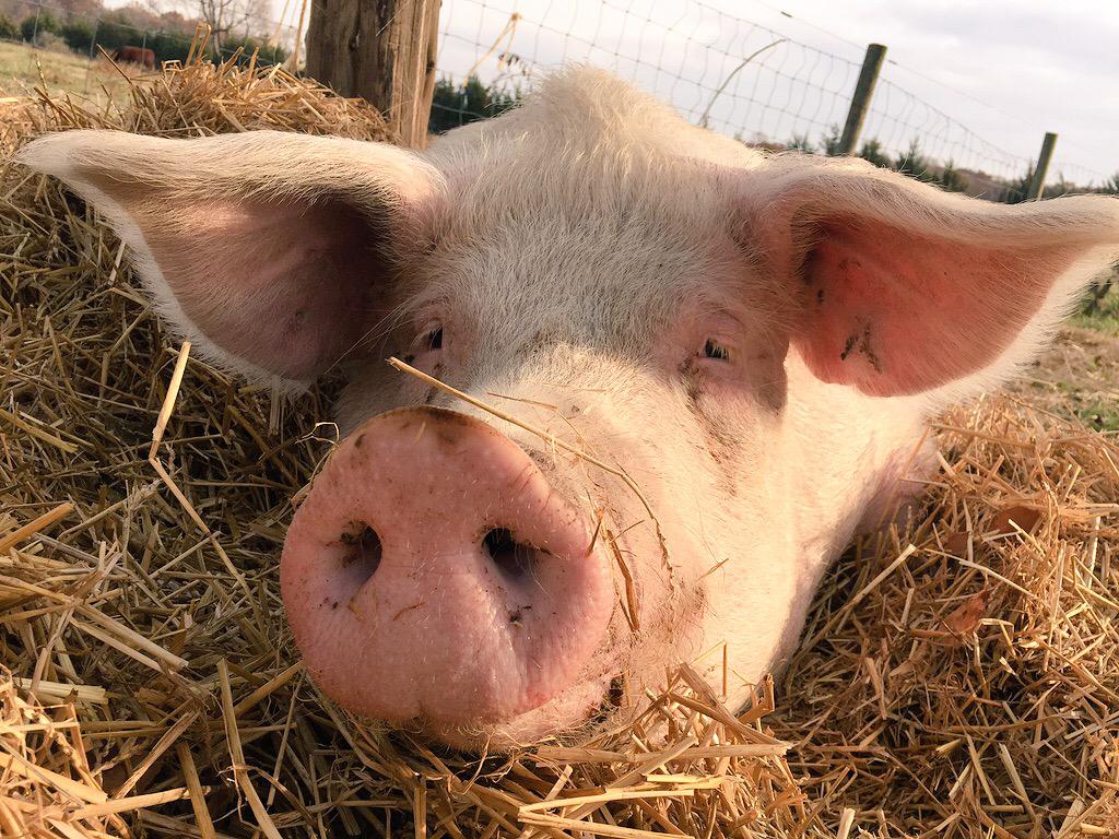 Matt_Dominguez's tweet photo. "Help Protect Animals From Abuse"

#ChangeTheWorldIn5Words http://t.co/TTgs2SadcE