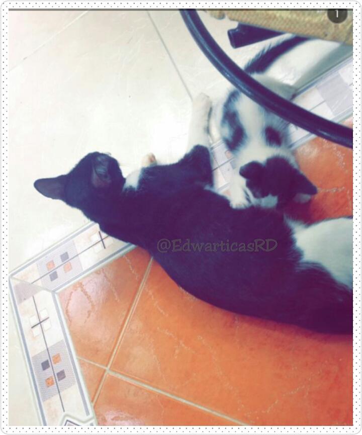 EdwarticasRD's tweet photo. Los Gaticos De @edward_mercado 😍😍😍🙈😻
Debes Regalarme Uno.🙈❤
Yo No Tengo😖😏
-LoryLiranzo💘 http://t.co/p1lYRFwtGx