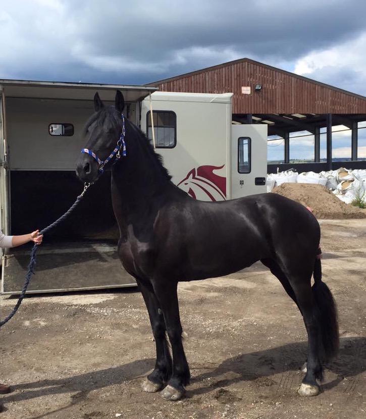equi_move's tweet photo. This afternoon we had the pleasure of transporting this stunning mare to her new home 😍 #wow  #3yearold #Friesian http://t.co/c6TtOPp5a9