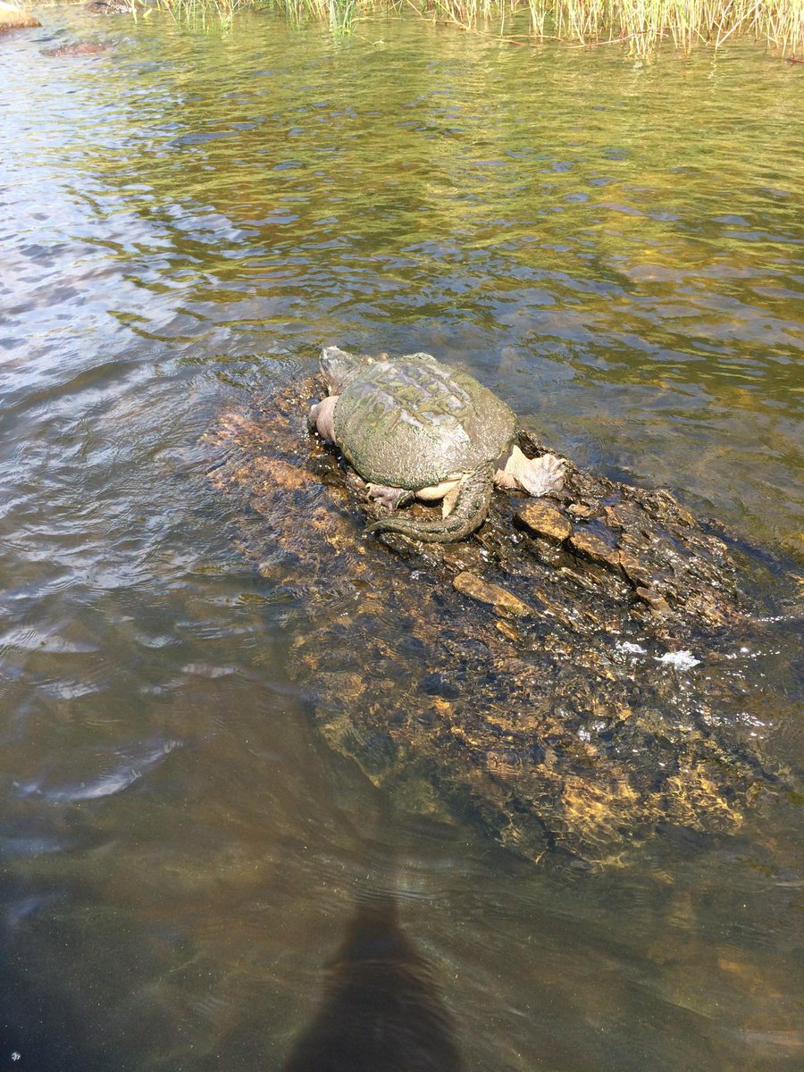 GussyOutdoors's tweet photo. Check out the sweet spot this big guy found to lay in the sun...Lake of the Woods
#BigSnapper http://t.co/4WkuXojx1f