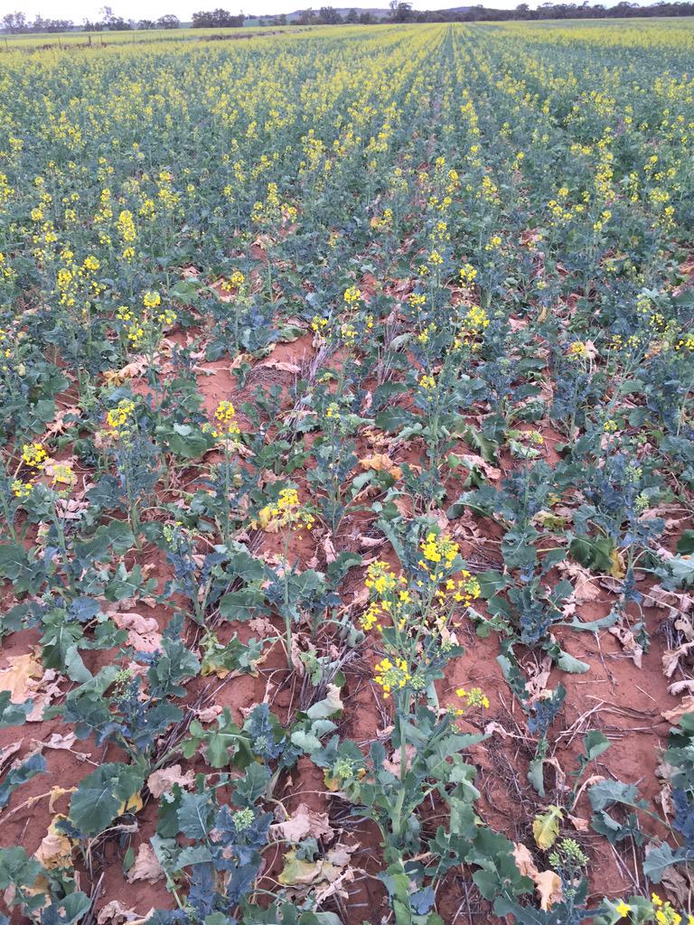 dklracing's tweet photo. Same spot 40mm of rain over the period 10 days . 404GM Canola http://t.co/OgLPQqOHfs