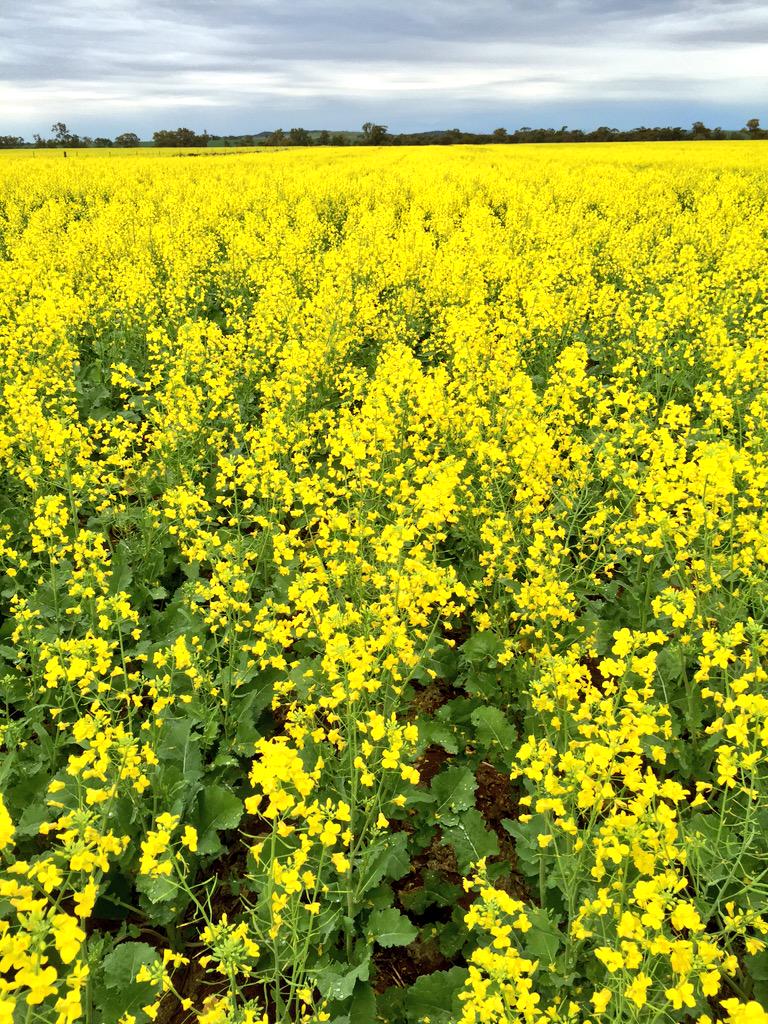 dklracing's tweet photo. Same spot 40mm of rain over the period 10 days . 404GM Canola http://t.co/OgLPQqOHfs