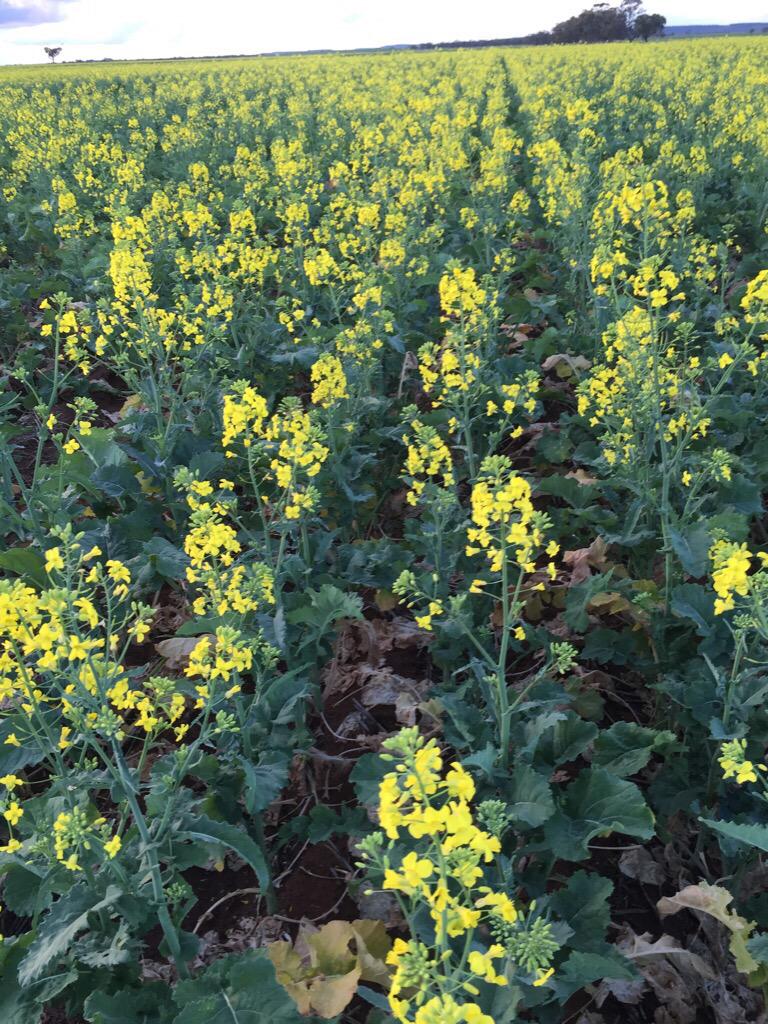 dklracing's tweet photo. Same spot 40mm of rain over the period 10 days . 404GM Canola http://t.co/OgLPQqOHfs