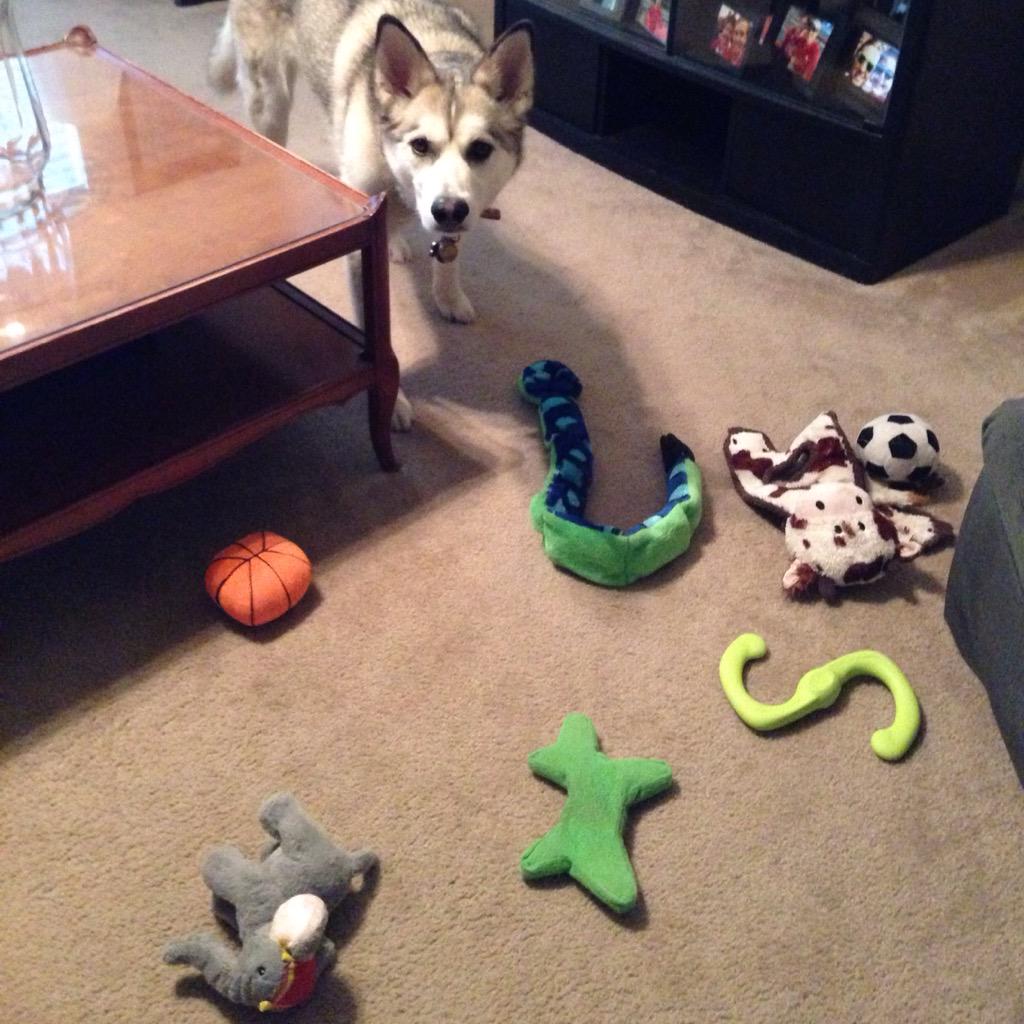 PrincessLexus1's tweet photo. Had a great day today while Mommy was at work. #livingaprincesslife http://t.co/eoOZWEAPje