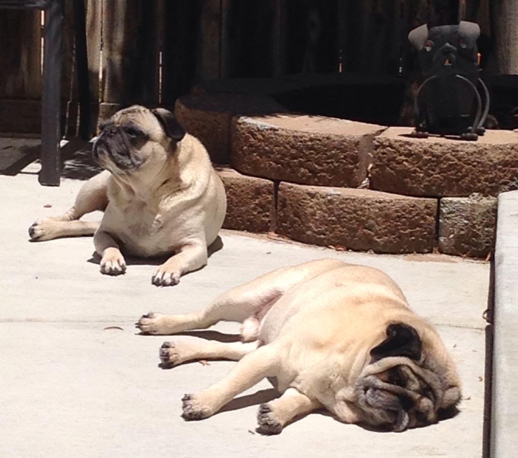Have my puggie friends missed me? Sorry I've been absent lately...I've just been hanging with my uncle #pugsummer