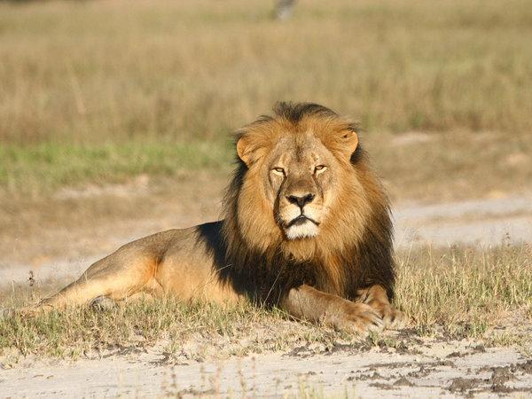 HuffPost's tweet photo. Why don't black lives matter as much as Cecil's? http://t.co/VHLWZx4S7w http://t.co/YS7VnvPf6W