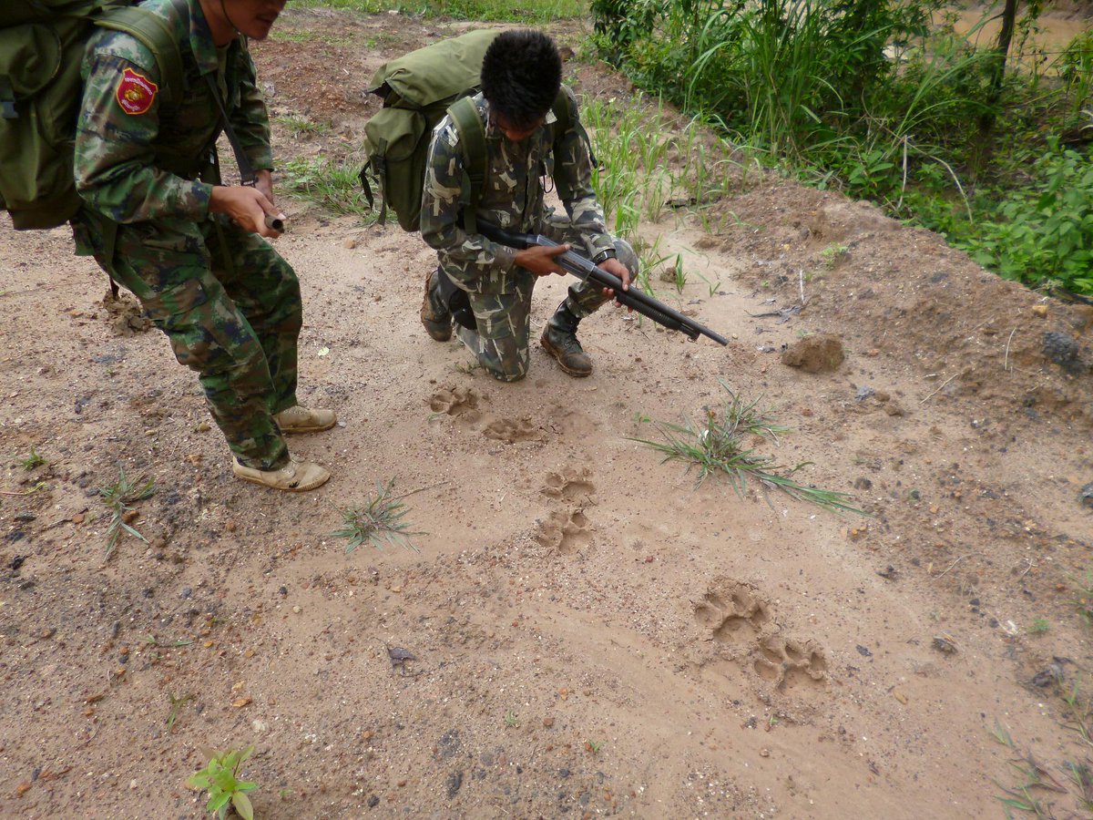 SaveVirachey's tweet photo. http://t.co/Hdf6k5UIy6 Help us ensure that footprints like these are always found in Southeast Asia http://t.co/JbO3btsyir