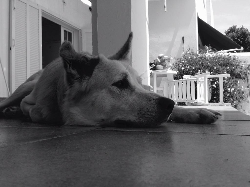 mariiadd's tweet photo. El rey de mi casa❤️ http://t.co/whkvzPvJRv