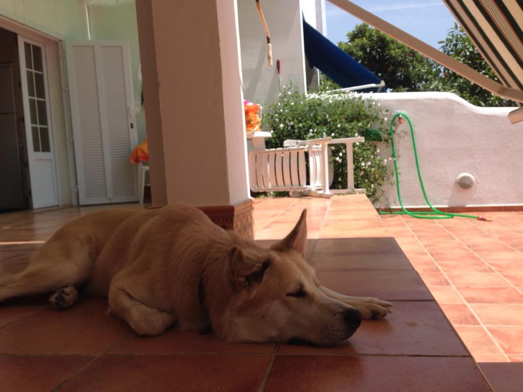 mariiadd's tweet photo. El rey de mi casa❤️ http://t.co/whkvzPvJRv