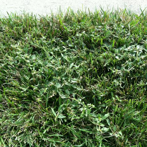 This is why I dumped <a href="/TruGreen/">TruGreen</a>. Lawn is a mess. Lots of weeds. Have been complaining for 2 years.