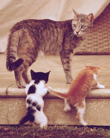 CrazyCatFreaks's tweet photo. 7 Reasons You Should Spay and Neuter Your Pet: http://t.co/YtOuGzx6mP http://t.co/3NX1hc4T98
