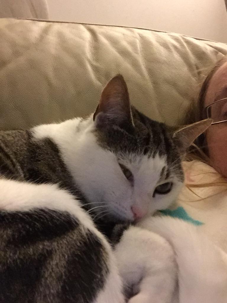 byte_mii's tweet image. Paris is protesting at the lack of Europe in this episode by sitting on my tweeting arm. #Hannibal #DearWill