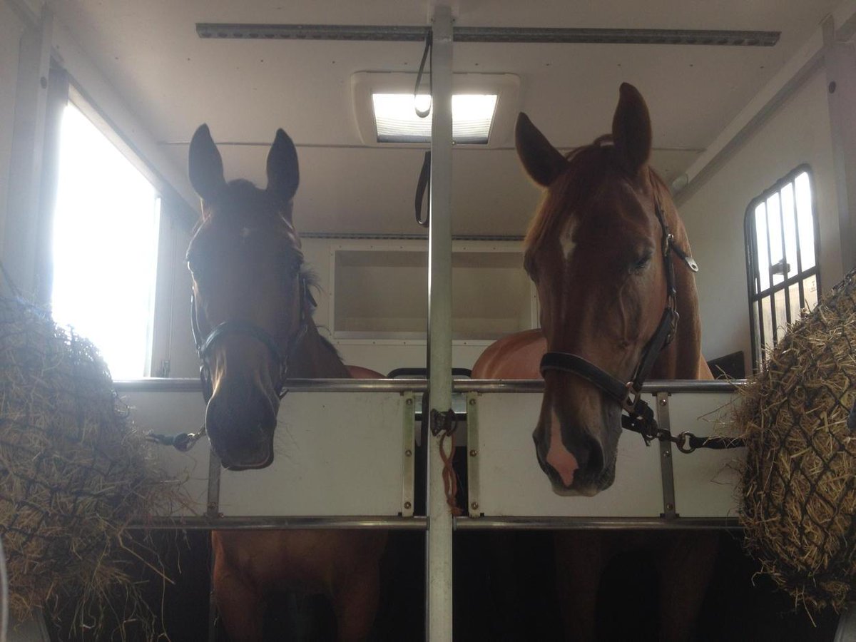 My two training buddies today-talk about little and large! At PSG and advanced medium level.