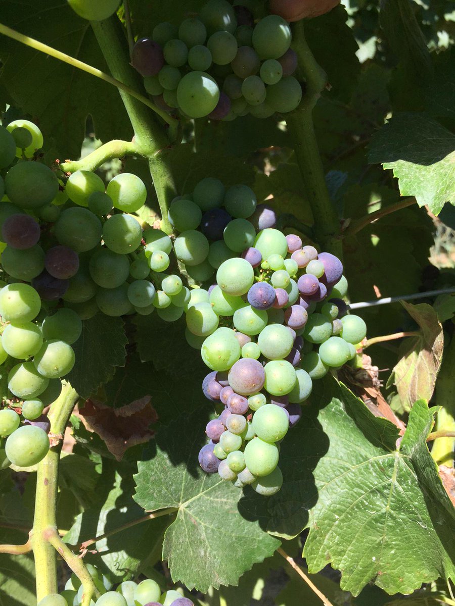DLoubejac's tweet photo. Our berries are ripening! Before we know it, we'll be picking these luscious beauties! #ORWine #Wine #Willamette http://t.co/hSufDYyjYM