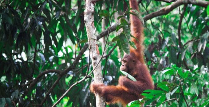 #Orangutans face extinction on #Borneo where #deforestation is ‘simply unsustainable’ – <a href="/UNEP/">UN Environment Programme</a>
bit.ly/1JS3kAZ