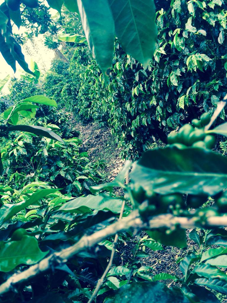 holla_at_meee's tweet photo. some artsy pics from Costa Rica just cause I miss it so muchπ #yocro http://t.co/NCW5ifDoYD