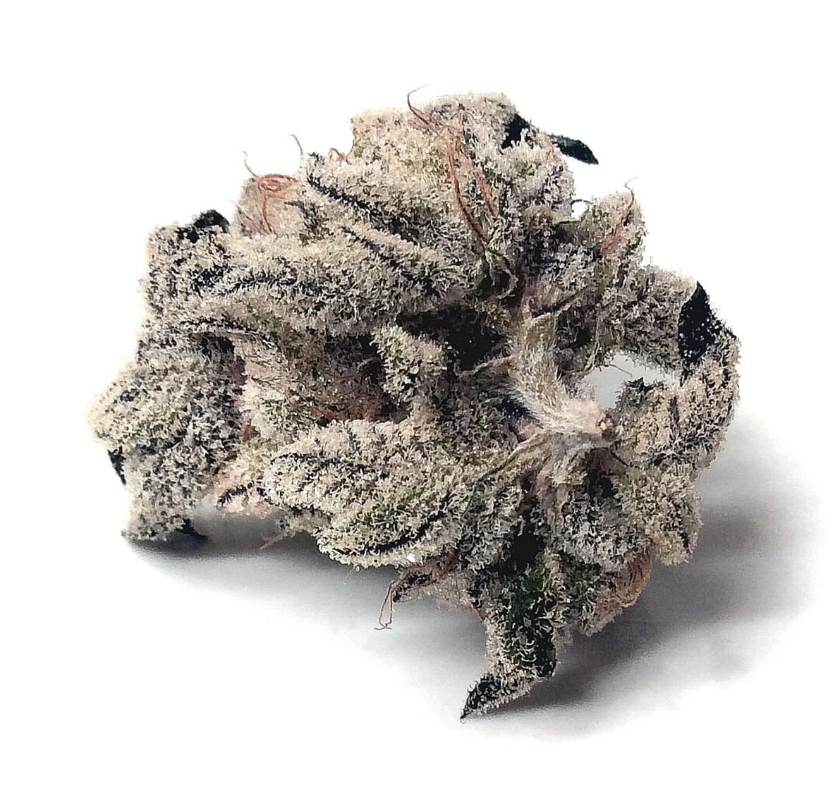 MJGrowBlog's tweet image. Sour Kush