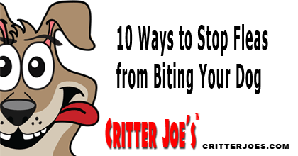 CritterJoes's tweet photo. 10 Ways to Stop Fleas from Biting Your Dog | https://t.co/vN0EiMdHfk #petcare #pethealh #petnews #ledleashes #dogs https://t.co/zuxO8vS7Op