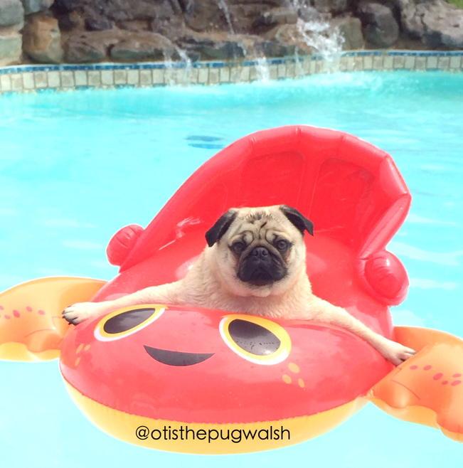 otisthepugwalsh's tweet photo. A2: I float around the pool to stay cool this summer! #pugchat http://t.co/kAU49S1db7