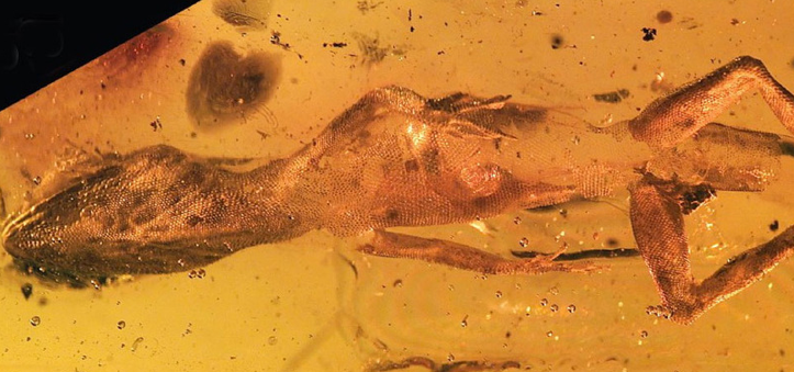 Amazing! 20 million year old Anolis lizards from Caribbean island of Hispaniola in amber: abc.net.au/science/articl…