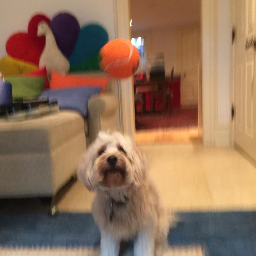SherlockCapus's tweet photo. Hello puppies of the world. Sorry haven't posted, have been busy playing tennis. Or at least what I think is tennis! http://t.co/lR0HDRkBV5