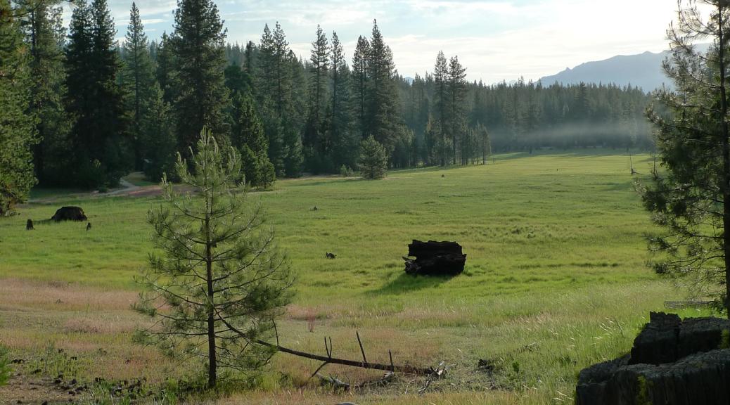 SequoiaTourism's tweet photo. Today's #PhotoOfTheDay comes from @tanuki_2nite's sunrise walk through #SequoiaNational Park http://t.co/RTLFRqVDAs http://t.co/sMVInDDpjp