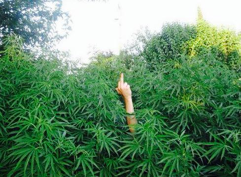 _Truffle_Report's tweet photo. When people hate on weed http://t.co/z2hFYRnlBA