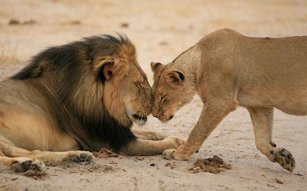 _AnimalAdvocate's tweet photo. #CecilTheLion Before &amp; After.

#TrohyHunters are just poachers that pay for it

@POTUS @UN @BFFoundation @willtravers http://t.co/R9A0EUIyFB