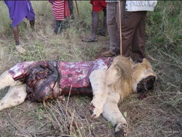 _AnimalAdvocate's tweet photo. #CecilTheLion Before &amp; After.

#TrohyHunters are just poachers that pay for it

@POTUS @UN @BFFoundation @willtravers http://t.co/R9A0EUIyFB