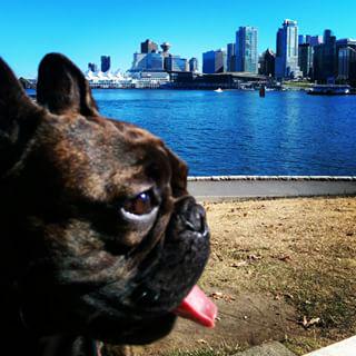 Frenchie_Cute's tweet photo. Humpday #wednesdays #vancity #frenchbulldog #trooperthefrenchie #wheresduvy @duv_e #fersure http://t.co/3fDUkrTT2B http://t.co/Xn5RXgMF6c