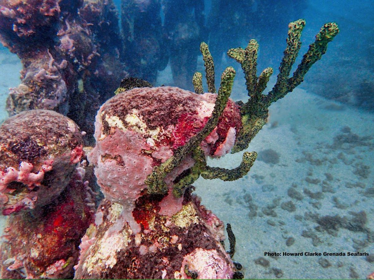GrenadaSeafaris's tweet photo. Stunning Growth! #sculpture #Carnival #conservation #Padi #snorkeling #expediachat #advtravelchat @iflycaribbean http://t.co/YJcrfOxpL0