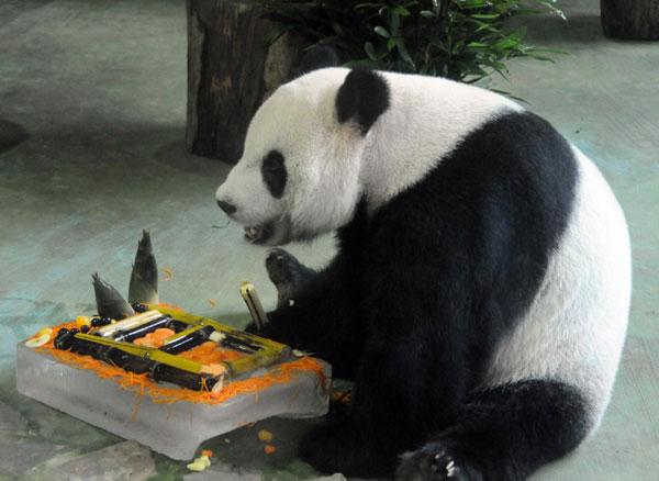 JornalOGlobo's tweet photo. Panda é acusada de forjar gravidez para ganhar mais comida. http://t.co/a5arczjqAB http://t.co/g7gWIekedB