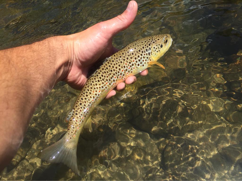 theflytrout's tweet photo. Love trips to Browntown. #spotsfordays #flyfishing #colorado #browntown #theflytrout http://t.co/llboFlss1L
