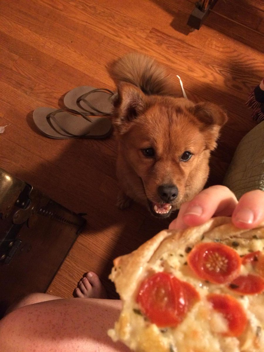 LarBearry's tweet photo. sure would like a bite of that, mom. 🍕🐶#sharingiscaring #beggar #dogsoftwitter http://t.co/1XknUGk6ZY