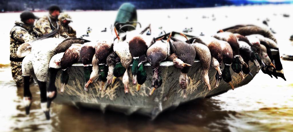 FieldHudnall's tweet photo. Ready for more days like this!!  Public Land Hunters know how to get it done!! @SeaArkBoats #fieldprovencalls http://t.co/6V65WhHOv6