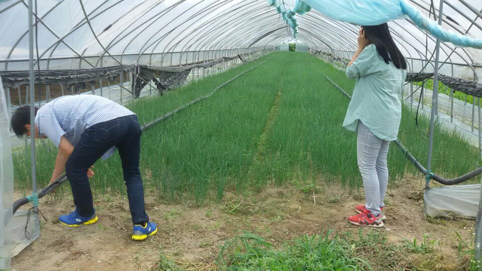 #성남시,  학교급식지원센터를 통해 학교에 공급하는 친환경식재료의 오염여부 등을 산지에서 직접 살펴보고 있습니다. 아이들이 마음 놓고 맛있는 식사를 할 수 있도록 꼼꼼히 살피는 성남시! 믿음이 가죠^^