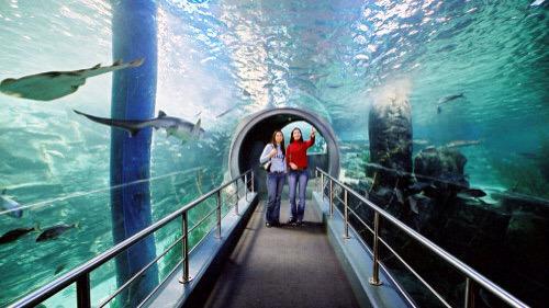 hccnicole's tweet photo. SEA LIFE aquarium // melbourne #HCCYellowBrickRoad http://t.co/3dGhQO9xTl